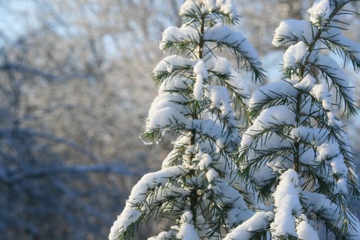 Winter in the park