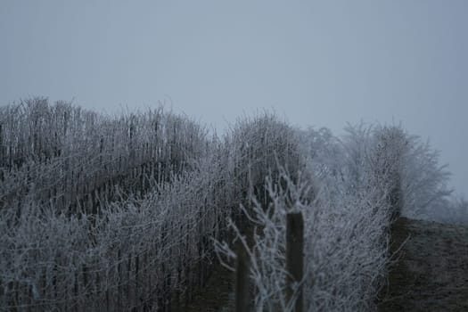 Fog in the wine country