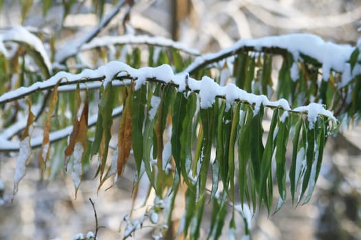 Bamboo in winter