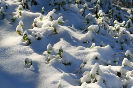 Winter in the park