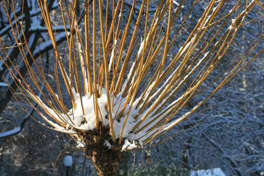 Pasture in winter