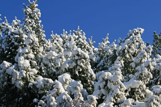 Winter in the forest