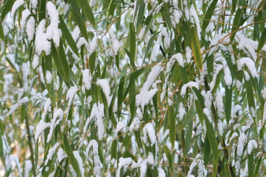 Bamboo in winter