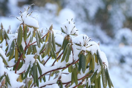 Rhododendron in winter