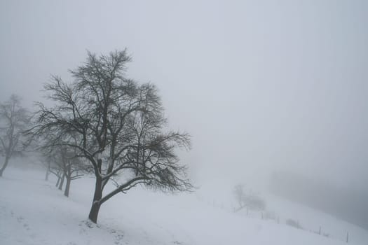 Fog