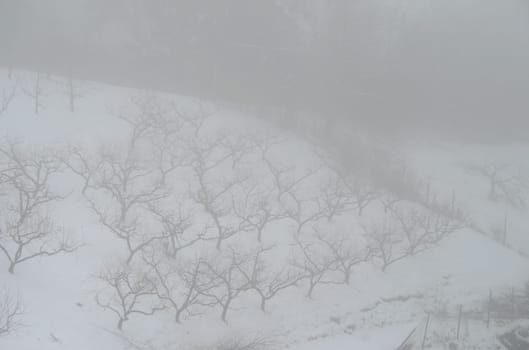 Fog
