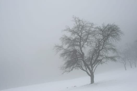Fog