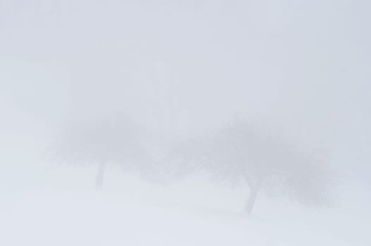 Fog