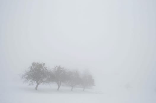 Fog