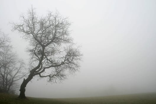 Fog
