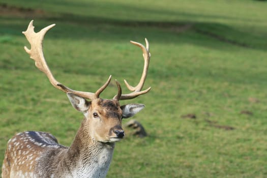 Fallow deer in autumn