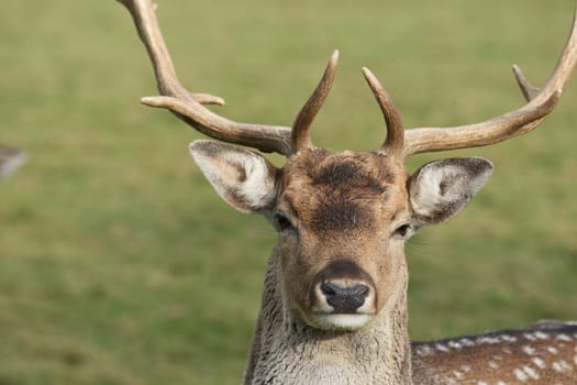 Fallow deer in autumn