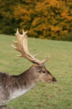 Fallow deer in autumn
