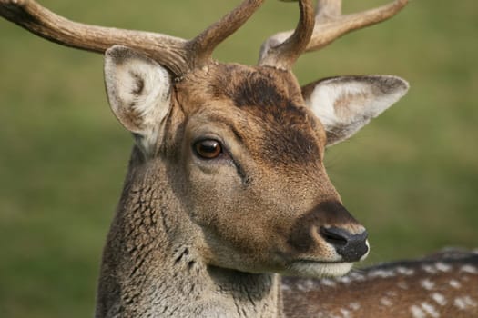 Fallow deer in autumn