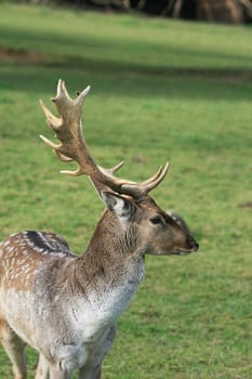 Fallow deer in autumn