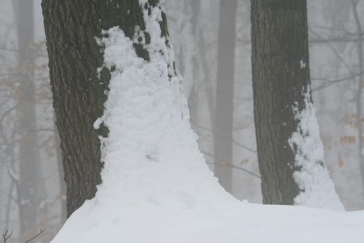 Fog