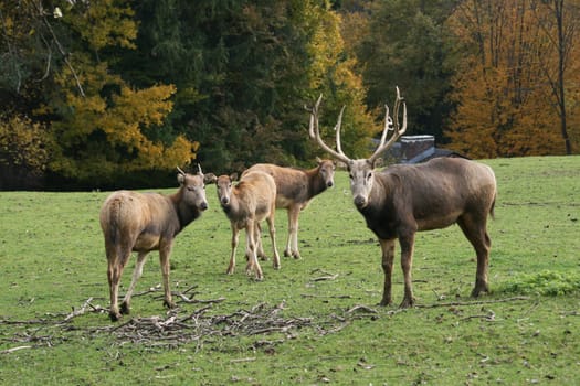 David's deer