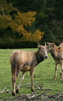 David's deer