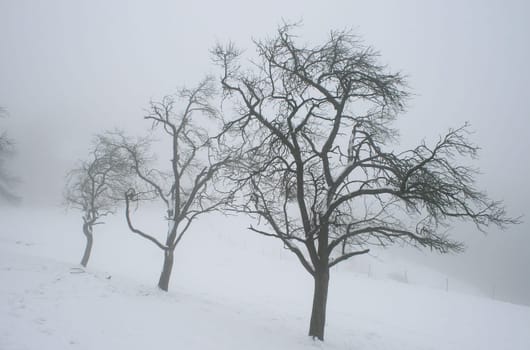 Fog