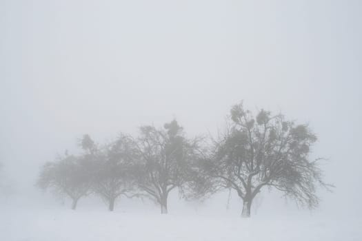 Fog