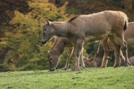David's deer