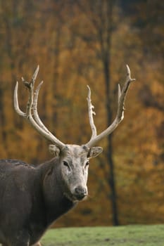 David's deer