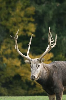 David's deer