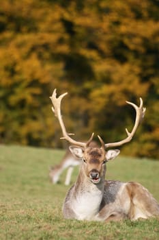 Fallow deer in autumn