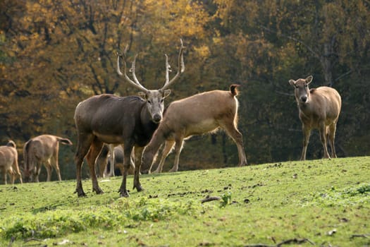 David's deer