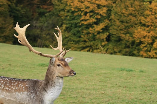 Fallow deer in autumn