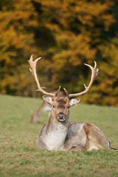 Fallow deer in autumn