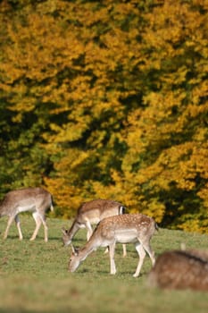 Fallow deer in autumn