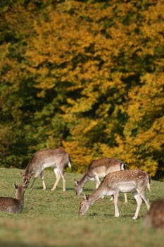 Fallow deer in autumn