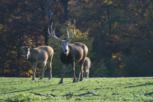 David's deer