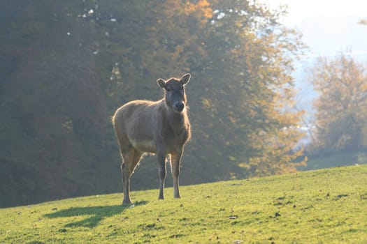 David's deer