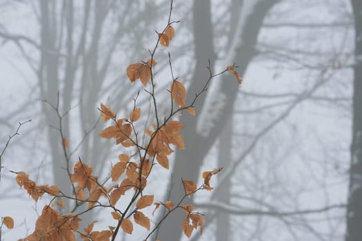 Fog