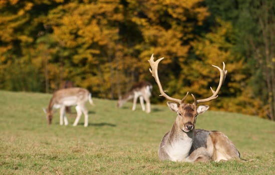 Fallow deer in autumn
