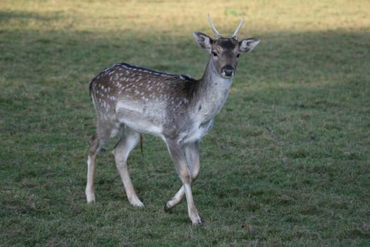 Fallow deer