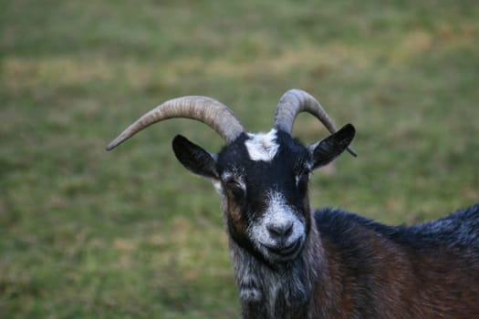 Billy goat