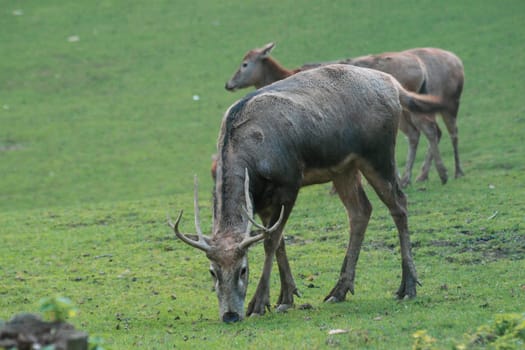 David's deer