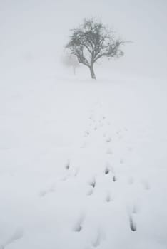 Fog