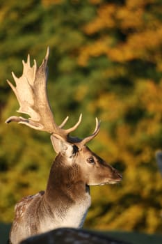 Fallow deer in autumn