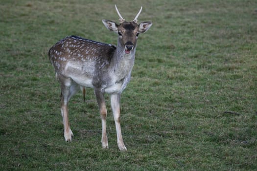 Fallow deer