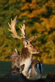 Fallow deer in autumn