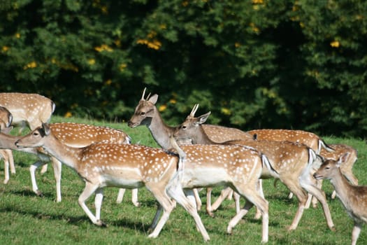 Fallow deer in autumn