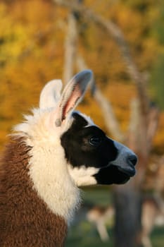 Llama in autumn