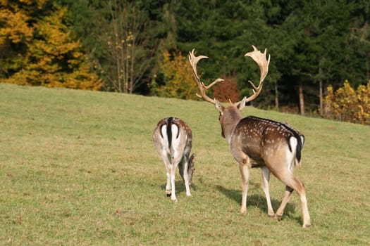Fallow deer in autumn