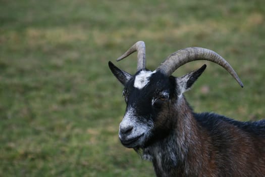 Billy goat