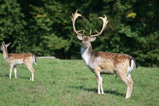 Fallow deer in autumn