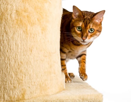 Golden colored bengal cat creeping around the side of wool covered climbing frame and peeping at the camera